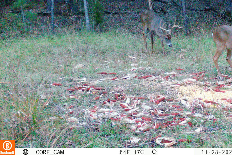 Bushnell trail cameras Bushnell trail cameras