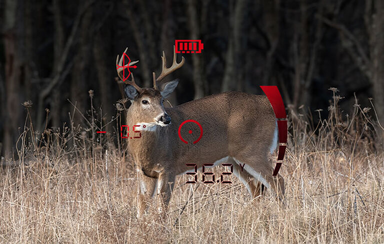 View of buck with rangefinder information overlay