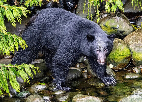 Bear discount hunting sweatshirts
