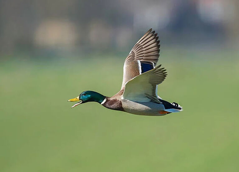 Duck Hunting Buyer's Guide