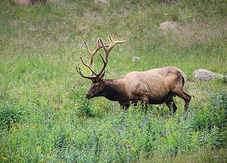 Elk Hunting Buyer's Guide