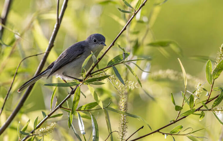 Photo of a grey and white bird perched on a branch