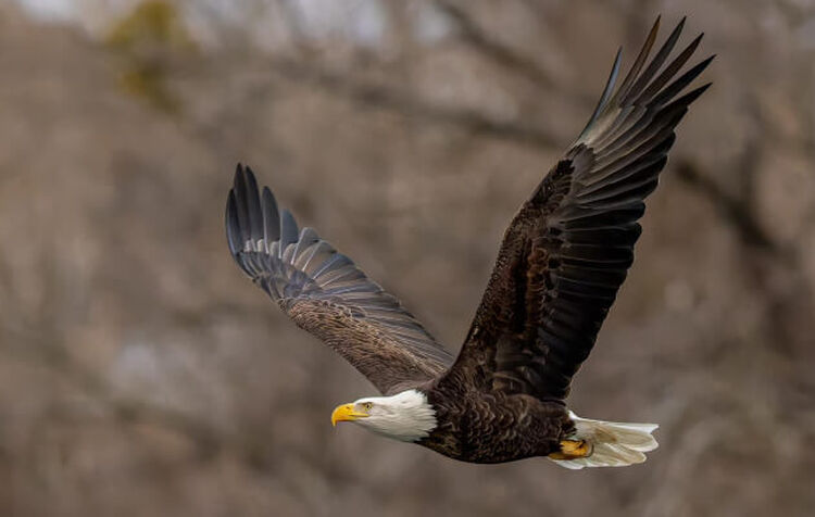 Photo of a Bald Eagle in flight