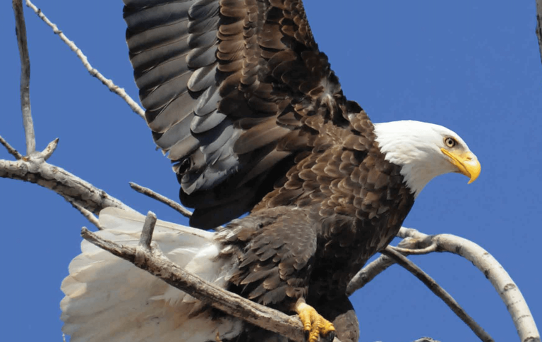 Eagle