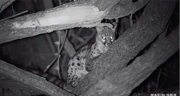 Night vision photograph