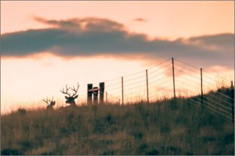 two deer in a field