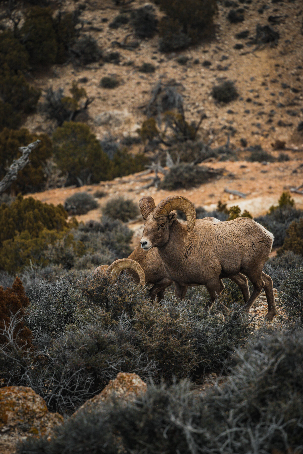 Wildlife Viewing
