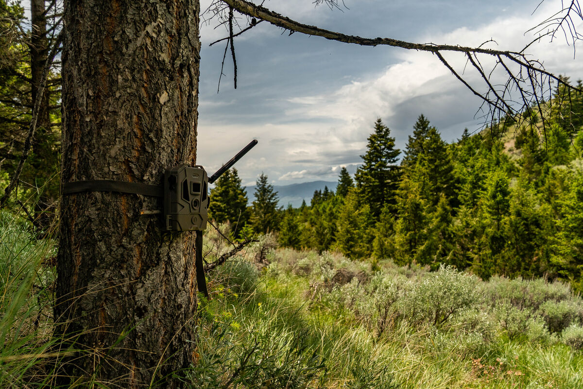 Trail Camera Deployed