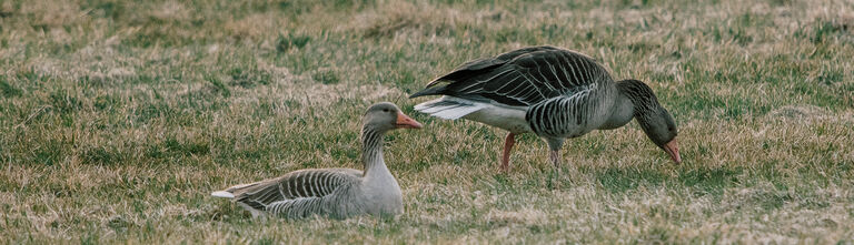 Birding