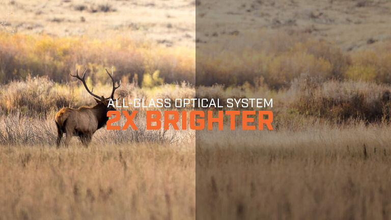 Deer in field showing the difference in brightness