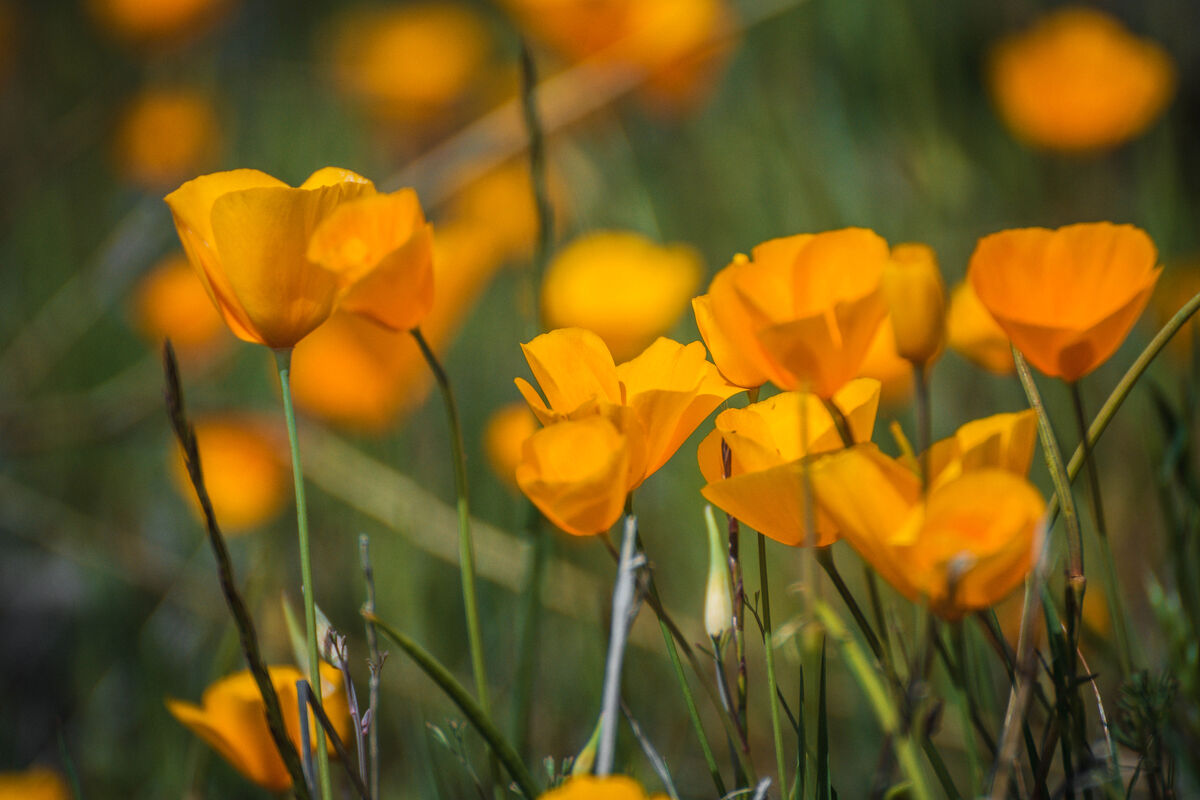 California Poppy Flowers