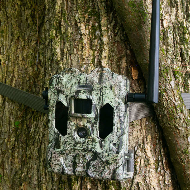 deer camera with live feed