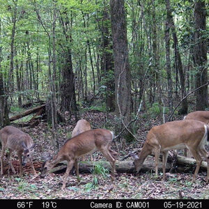 Take Out Red Zone Granular Mineral 4 lb Bag