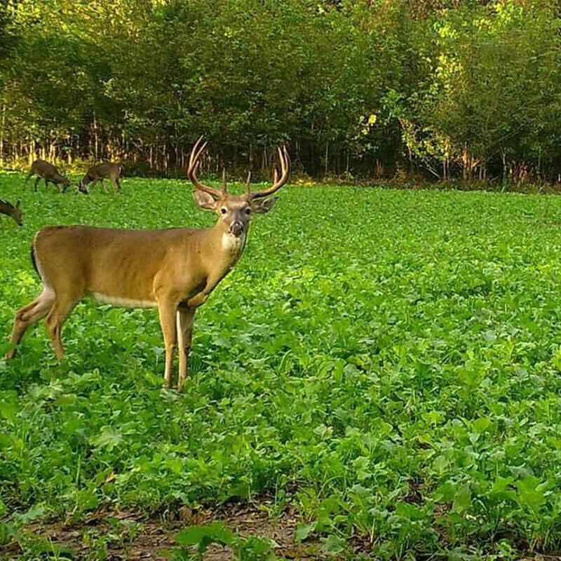 Take Out Seed Brassica Blend 1.5 lb