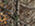 Trophy 10x42 Binoculars