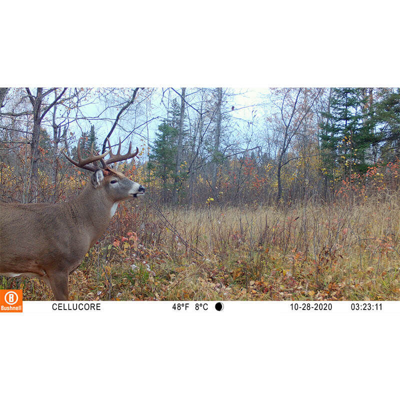 bushnell a20 trail camera