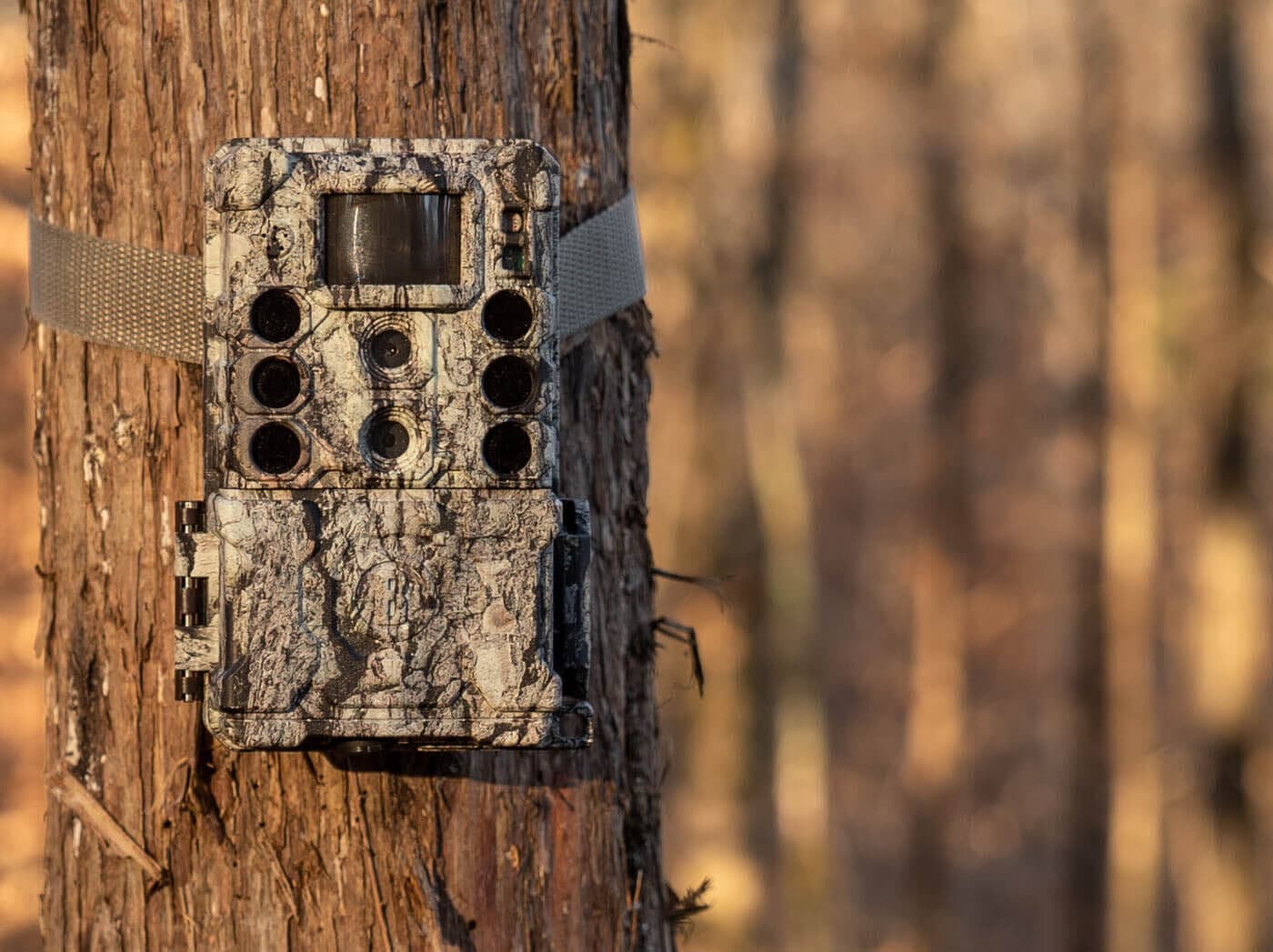 Bushnell Trail Camera Collections