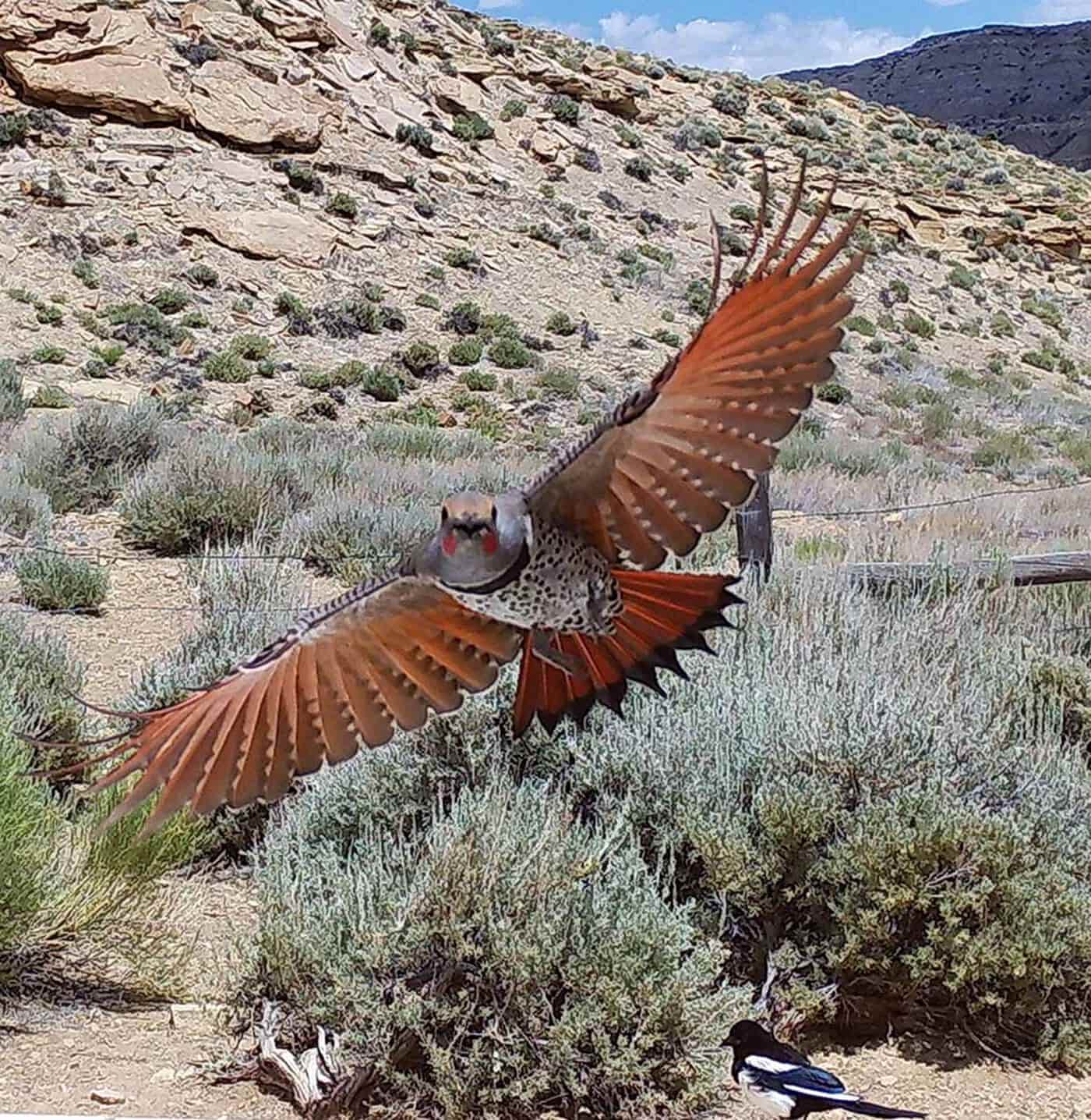Wildlife Cameras