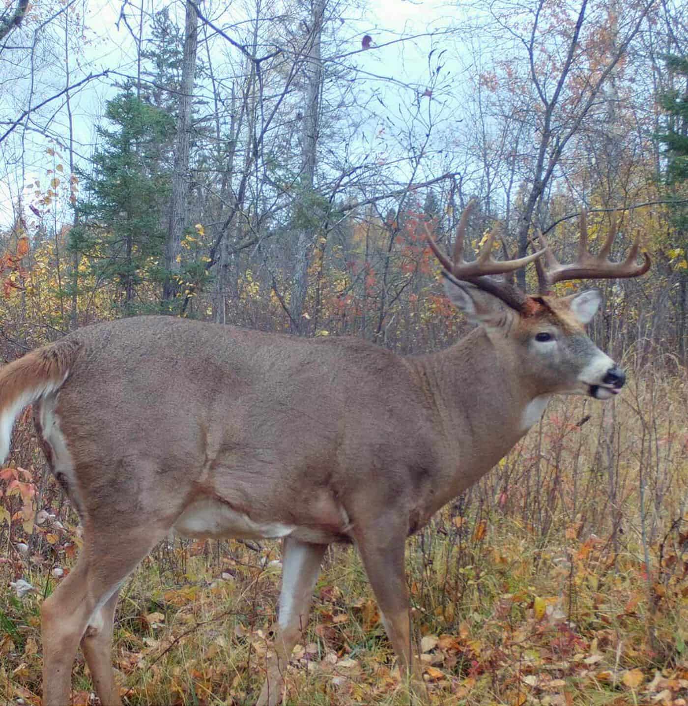 good quality trail cameras