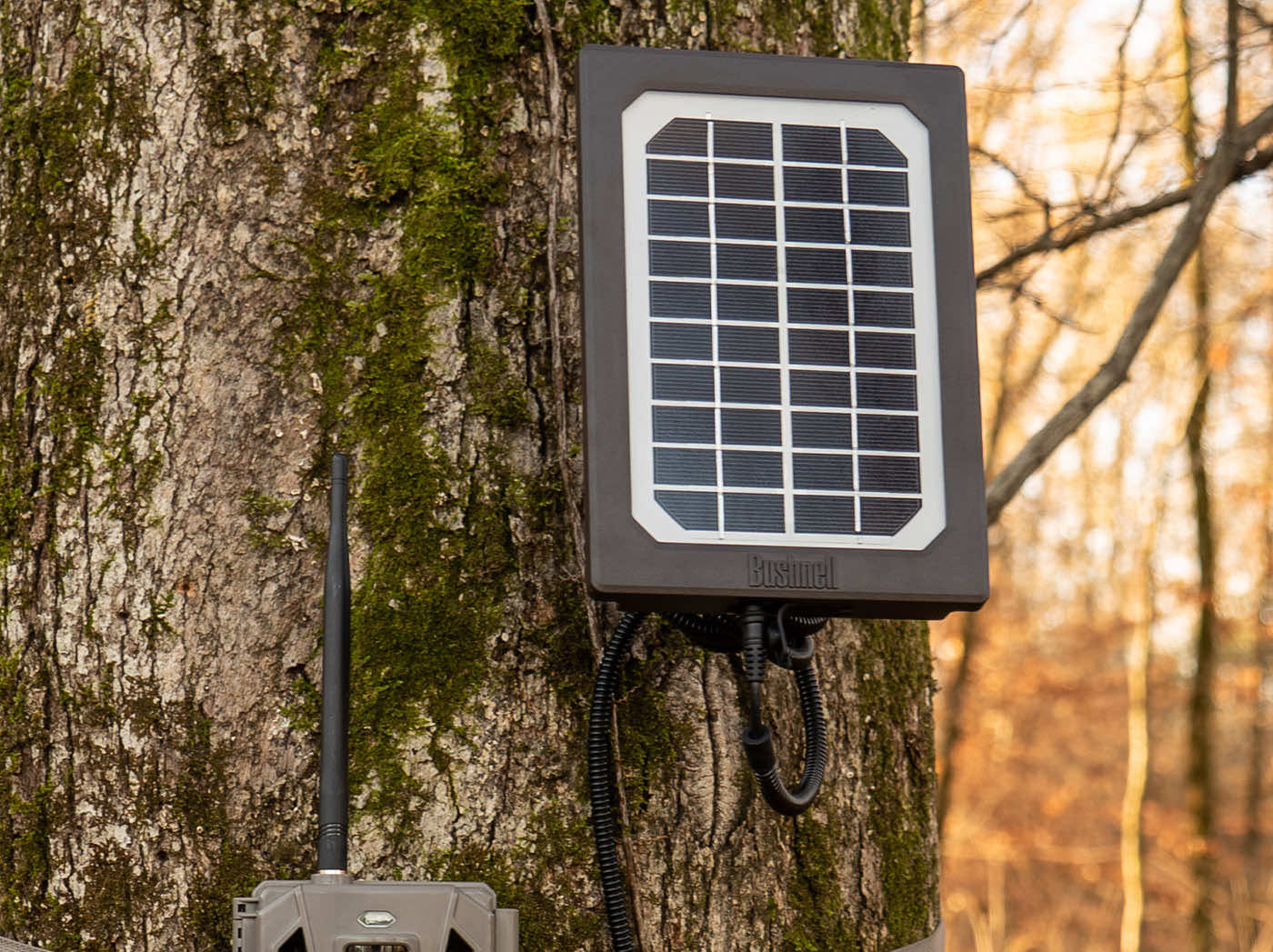 bushnell bandit trail camera