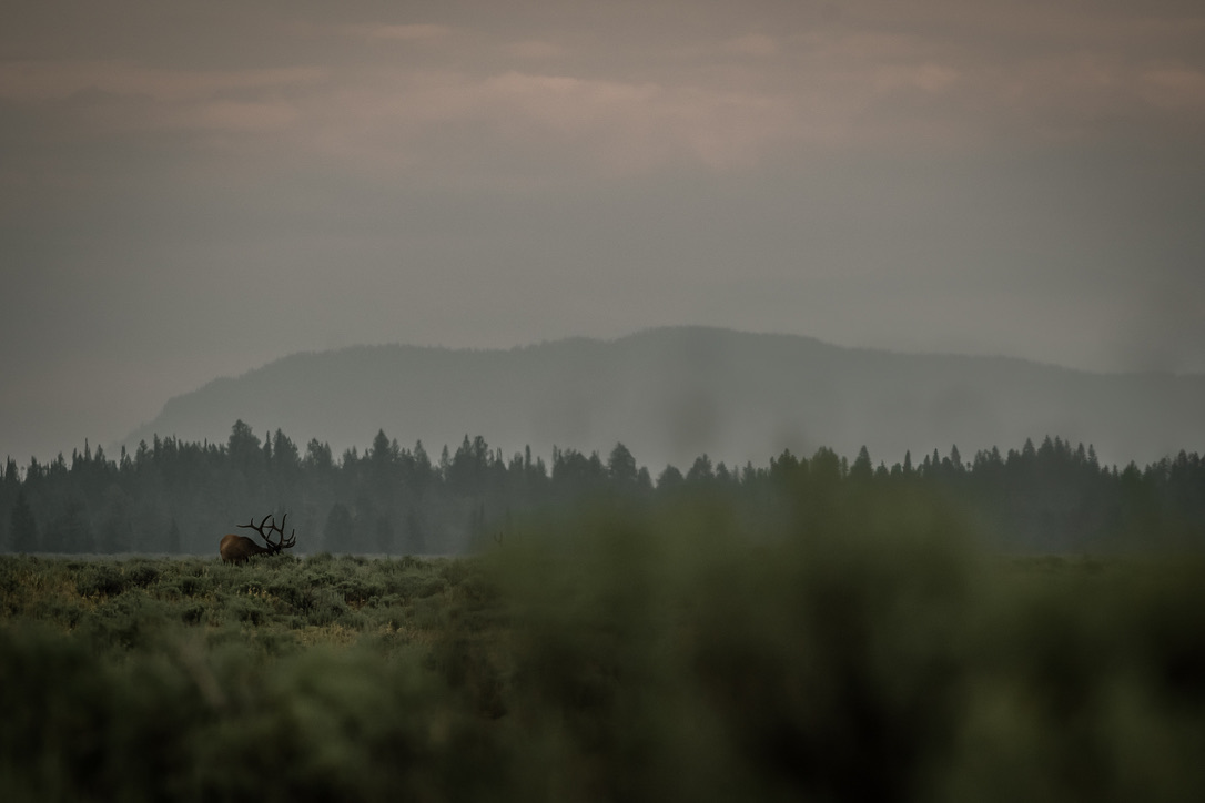 Elk in a field of sage